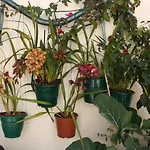 House Of Orchids With Patio شقة *
