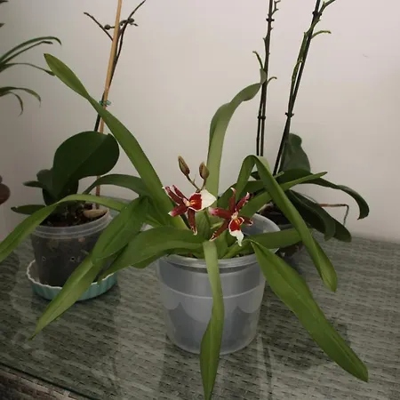 House Of Orchids With Patio * Vila Real de Santo Antonio