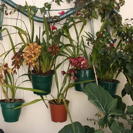 House Of Orchids With Patio Apartment *