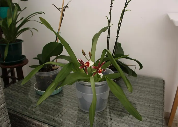 House Of Orchids With Patio * 维拉·雷阿尔·德·桑托亚